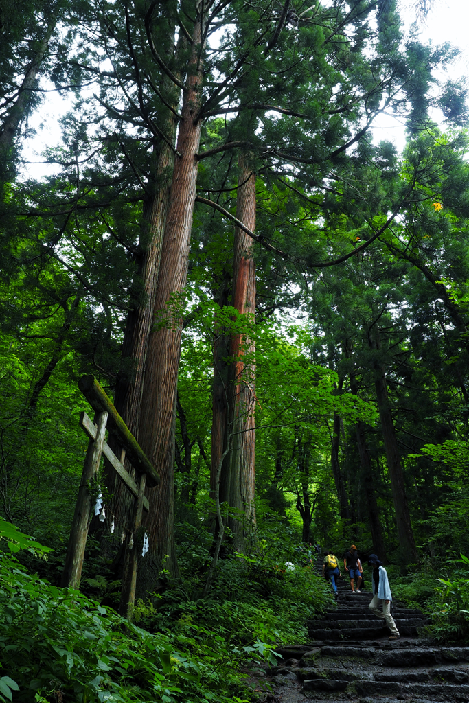 戸隠神社 参道