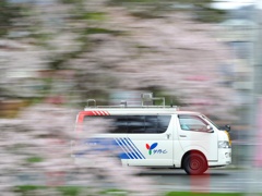 春駆けるYBC