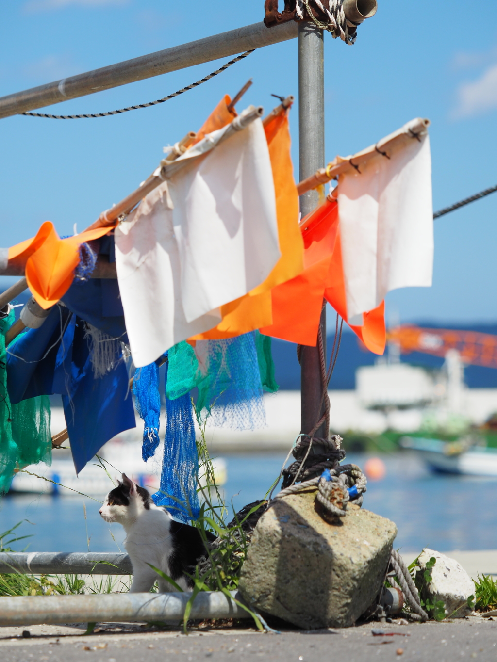 田代島2017 scene.08