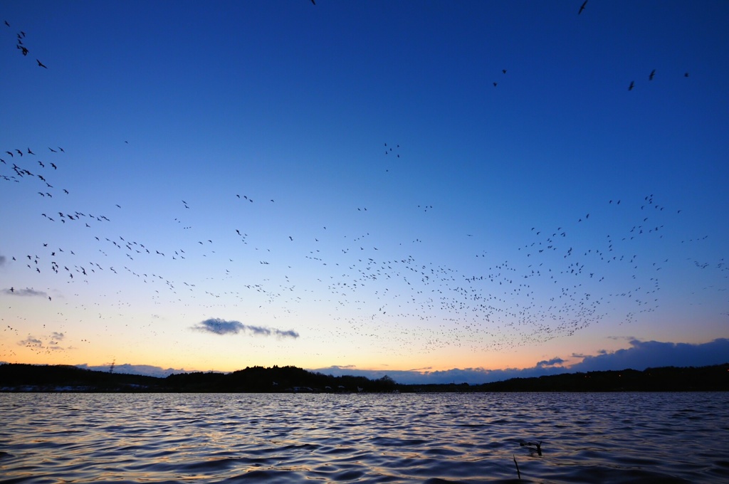 渡り鳥たち
