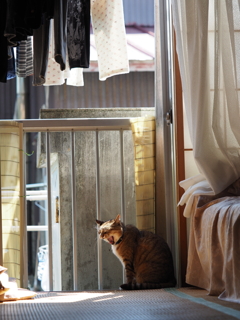 野良猫ノーラの日々