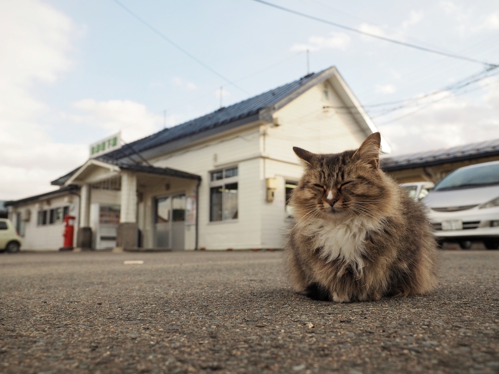 我が輩は