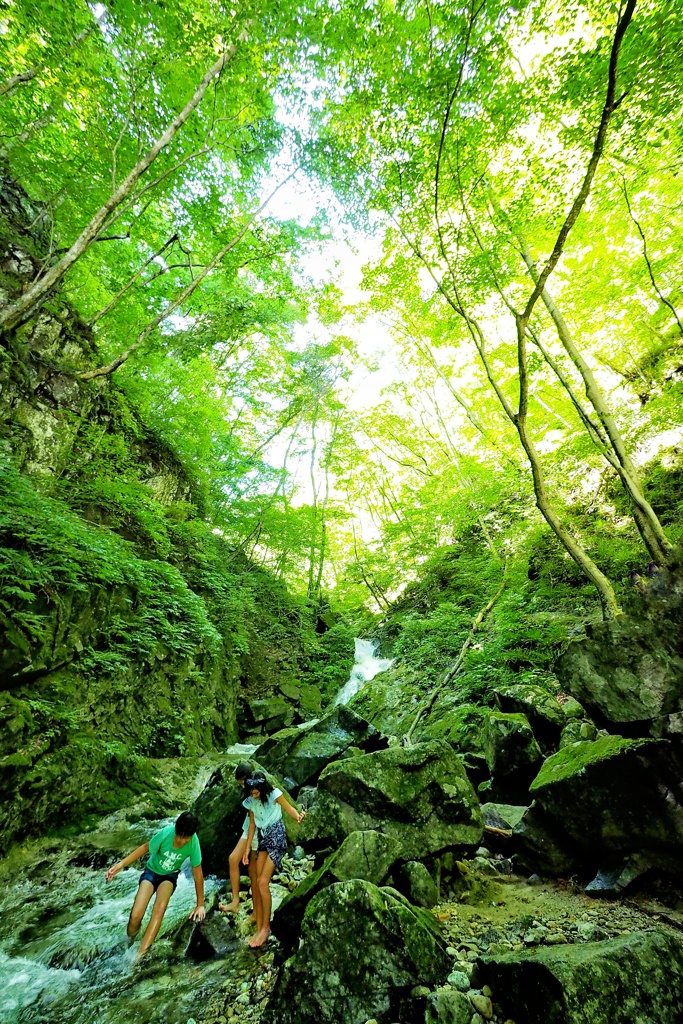 緑夏