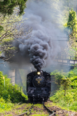 新緑芽吹く路を