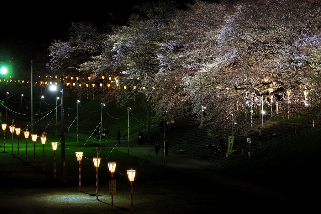 夜桜に誘われて
