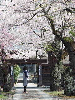 故郷の桜が咲く頃に