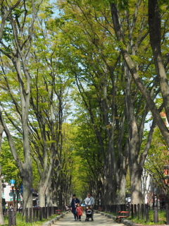 青葉若葉のトンネルを