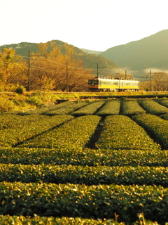 斜陽の茶畑