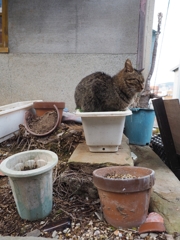 猫のなる鉢植え