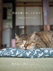 残暑見舞い2019(ノーラ)