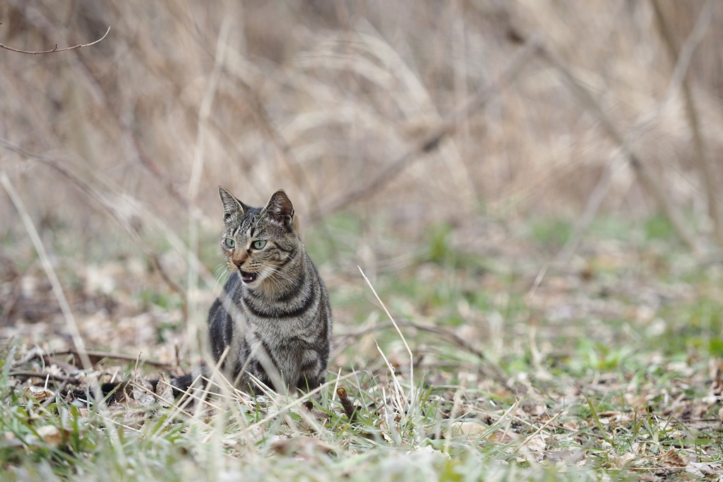 とあるノラニャンコたち　scene11