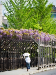 近所の藤棚