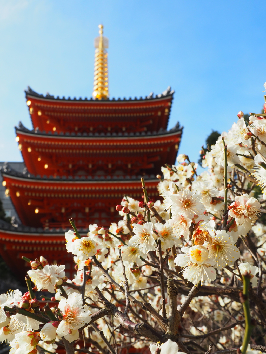博多 東長寺の春