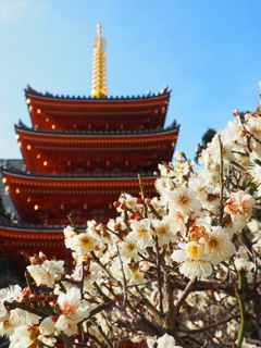 博多 東長寺の春