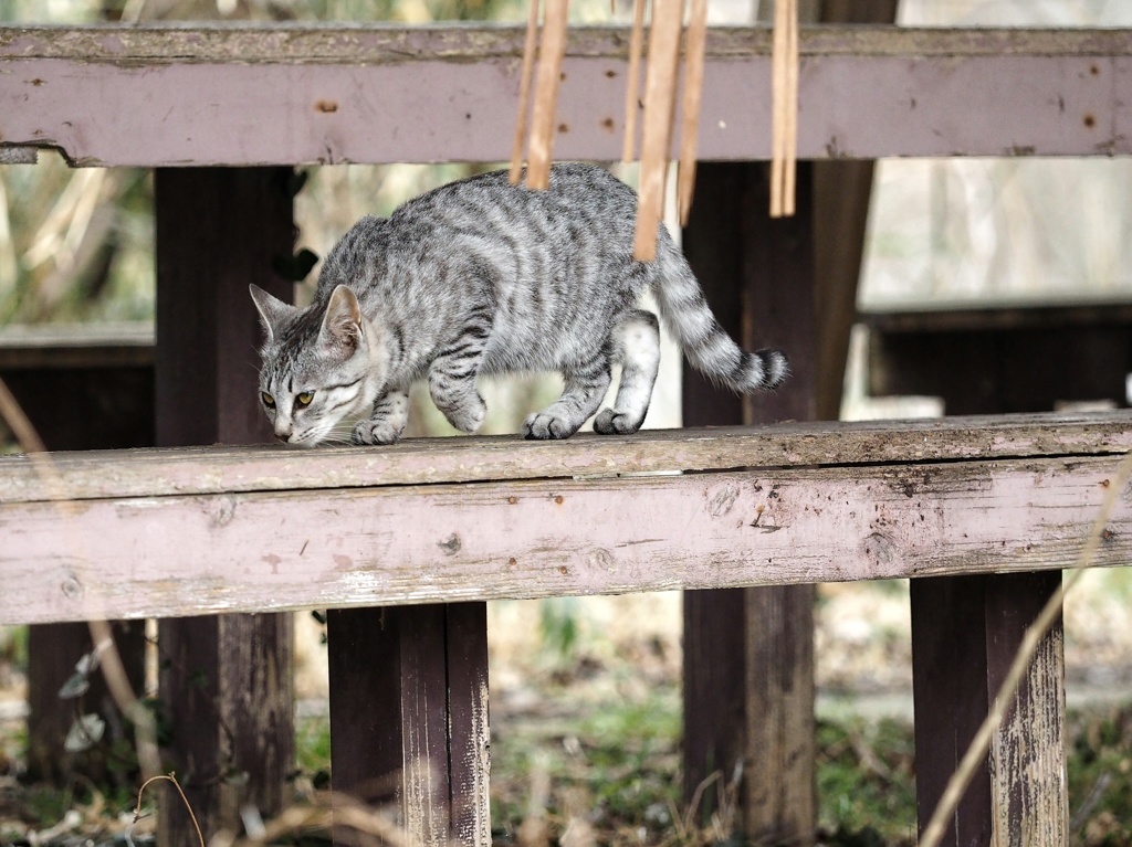 とあるノラニャンコたち　scene6