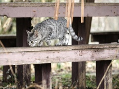 とあるノラニャンコたち　scene6