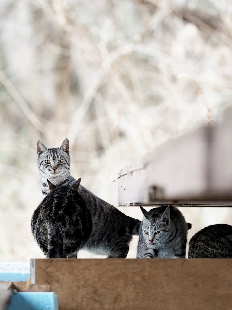 とあるノラニャンコたち　scene1