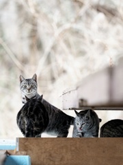 とあるノラニャンコたち　scene1