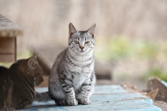 とあるノラニャンコたち　scene8