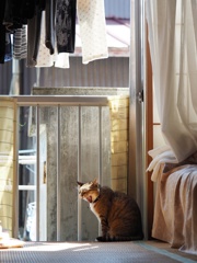 ノーラの休日