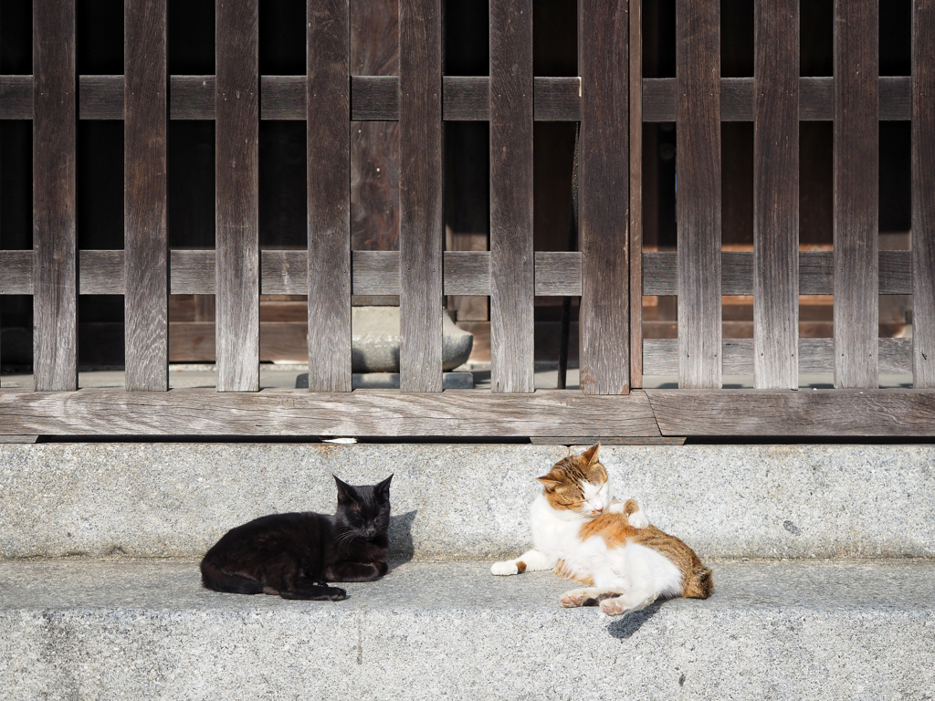 博多 聖福寺のニャンコたち2