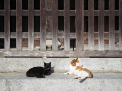 博多 聖福寺のニャンコたち2