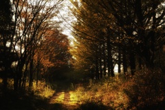 sentimental Late autumn.