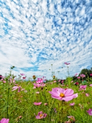 秋空秋桜