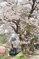 銀河ものがたりの開幕開花