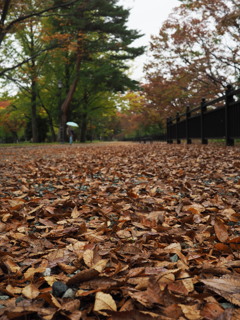 Sendai west park 2019.10.29