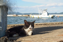 猫島の日常