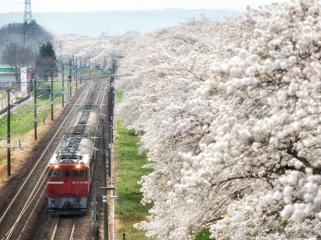 花道