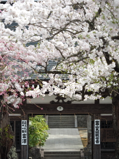 桜の山門