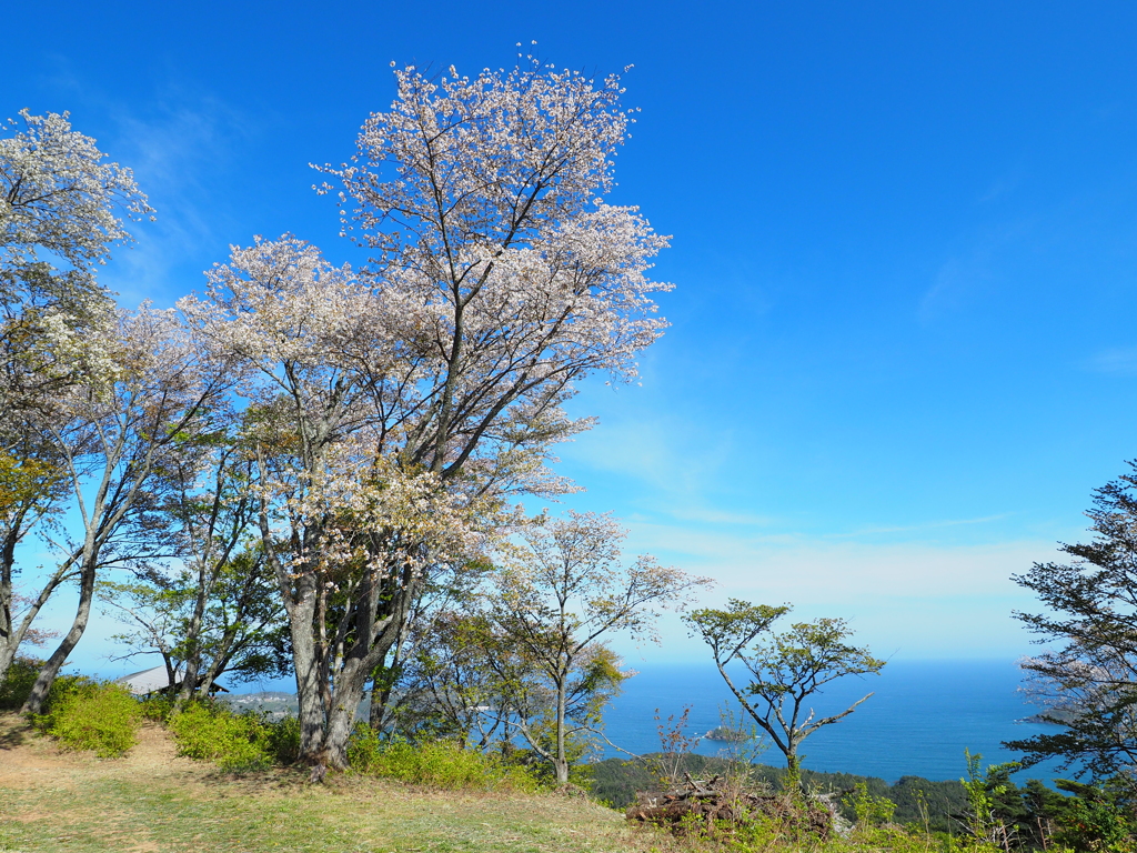 涙の松の桜