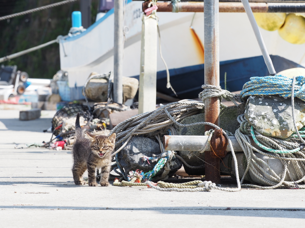 田代島2017 scene.04