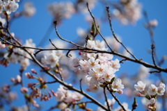 宮守桜