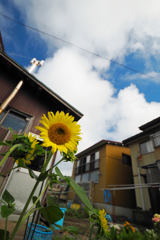 帰省、実家の庭先にて