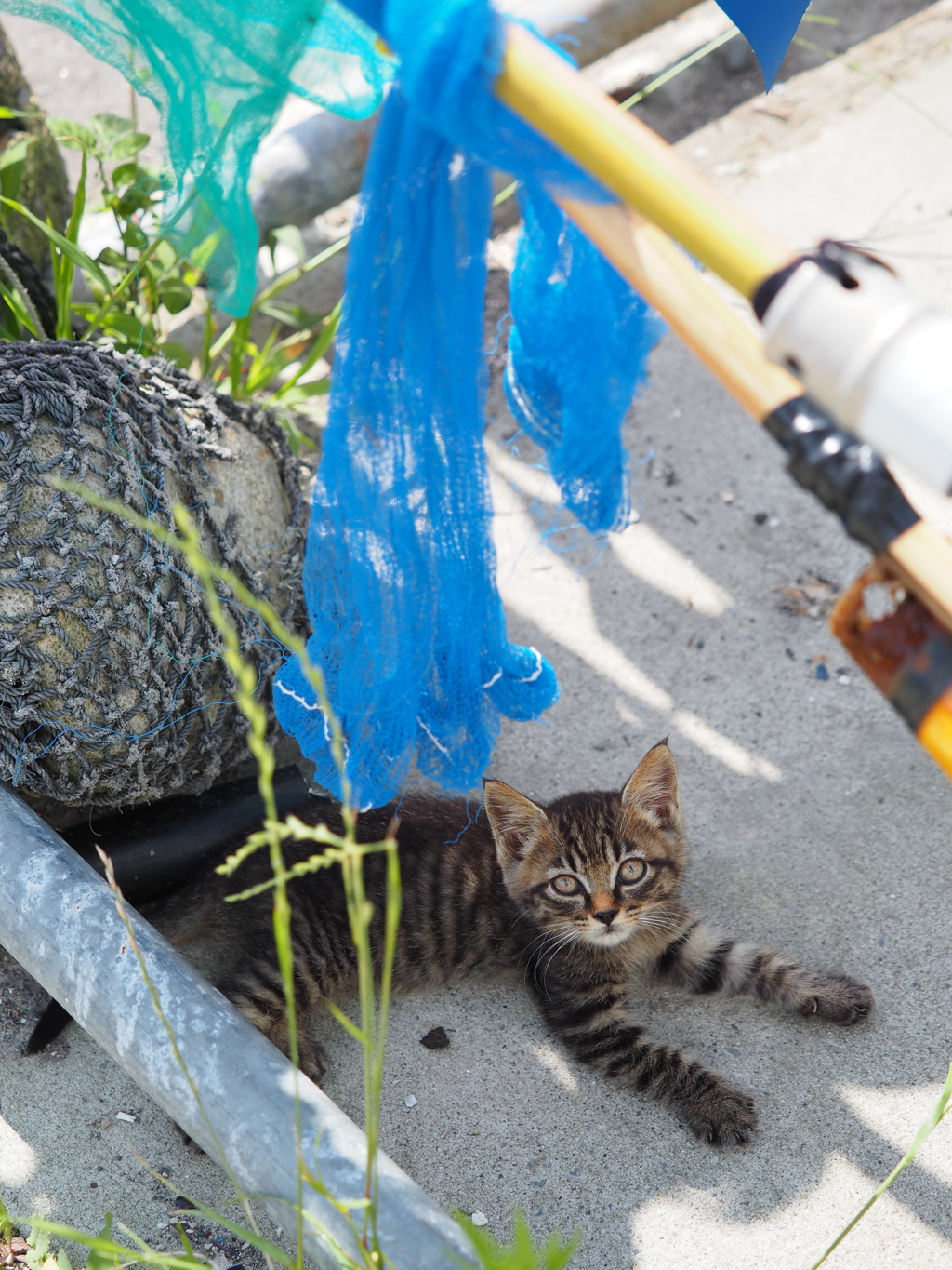 田代島2017 scene.06