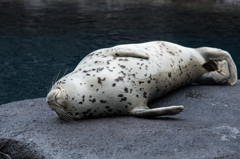 加茂水族館のアザラシ