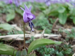 かたくりの花