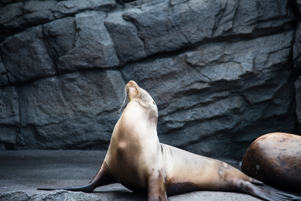 加茂水族館のアシカ
