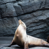 加茂水族館のアシカ