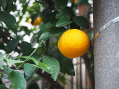 P1090079