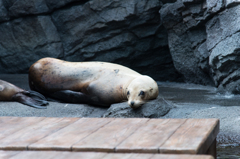 加茂水族館のアシカ