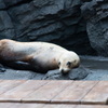 加茂水族館のアシカ