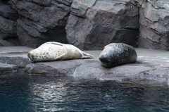 加茂水族館のアザラシ