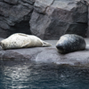 加茂水族館のアザラシ