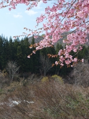 八海山の桜