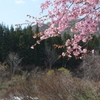 八海山の桜