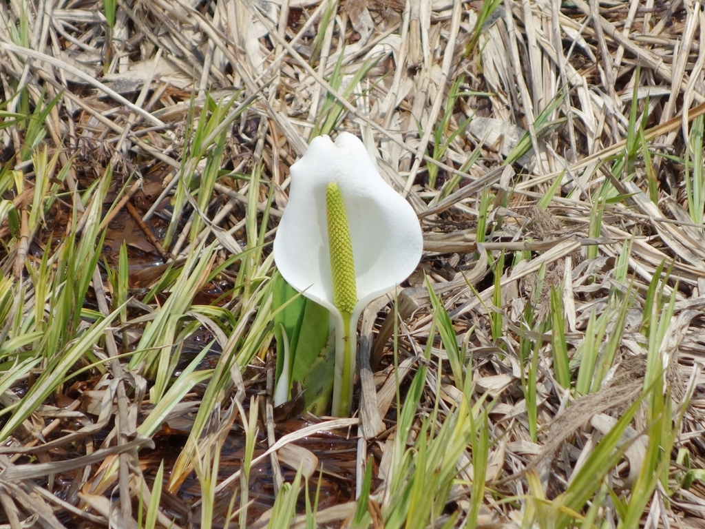 水芭蕉